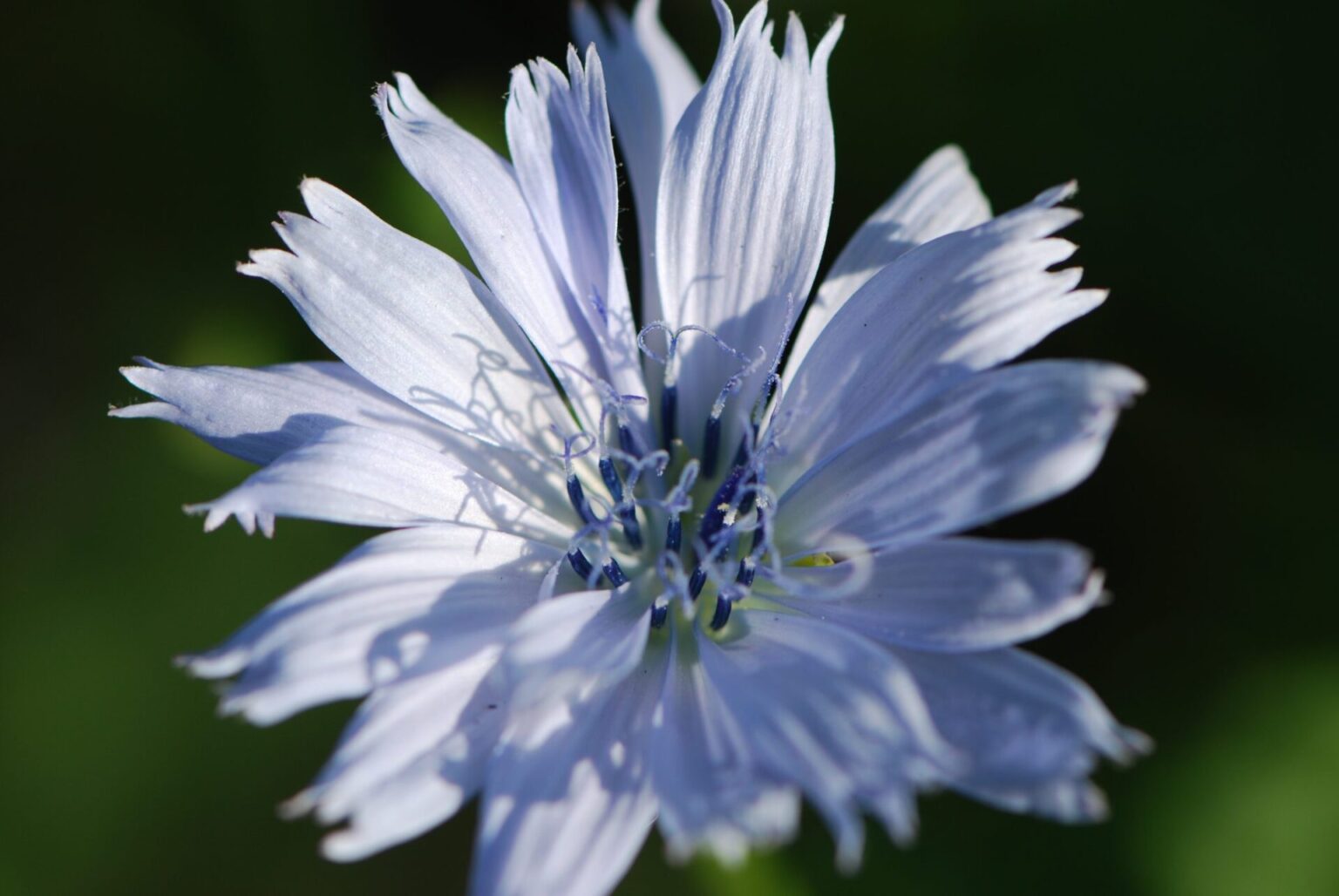 La chicorée - l'Herbier du Diois : plantes aromatiques et médicinales ...