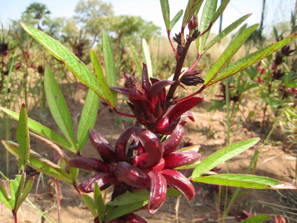 La cardamome - l'Herbier du Diois : plantes aromatiques et médicinales,  épices, thés, bio