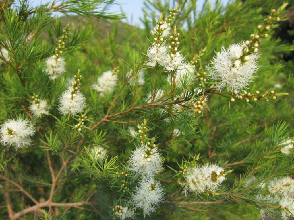 Tea tree (Melaleuca alternifolia) Bio – La Moisson